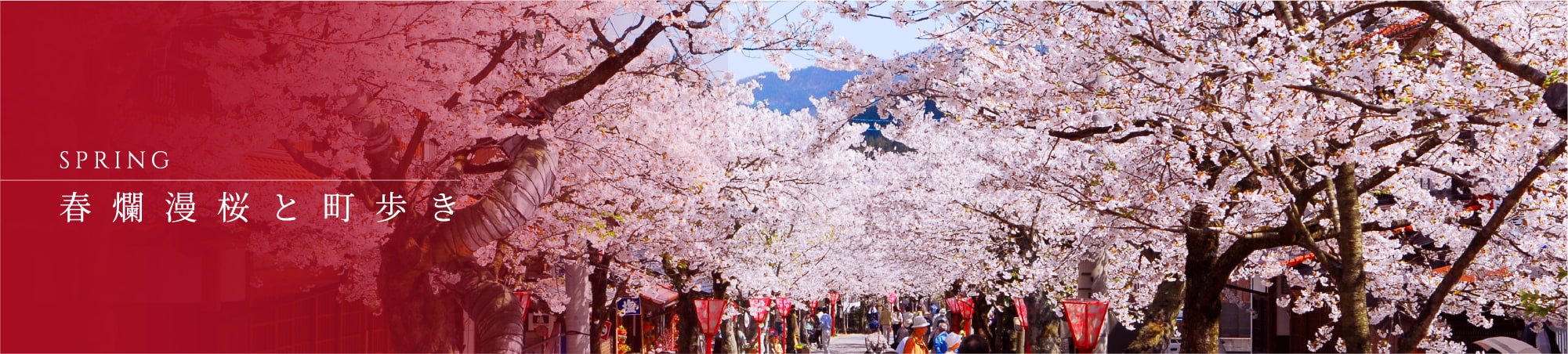 SPRING 春爛漫桜と町歩き