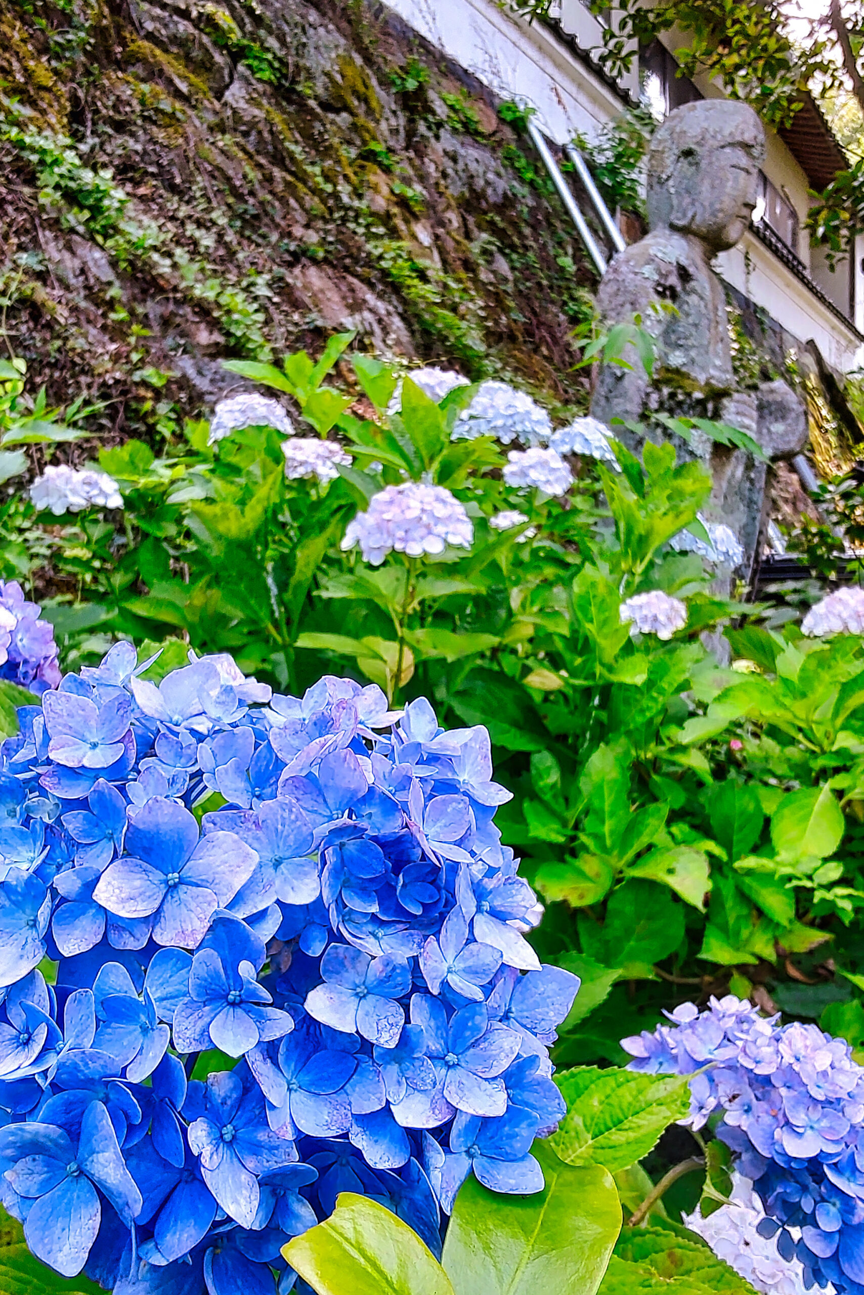 美作国の花めぐり | 美作国 | 岡山県美作エリアの観光・グルメ・体験・おすすめスポット情報が満載!
