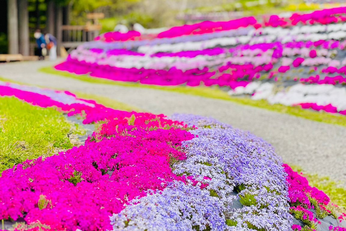 美作国を花めぐり | 美作国 | 岡山県美作エリアの観光・グルメ・体験・おすすめスポット情報が満載!