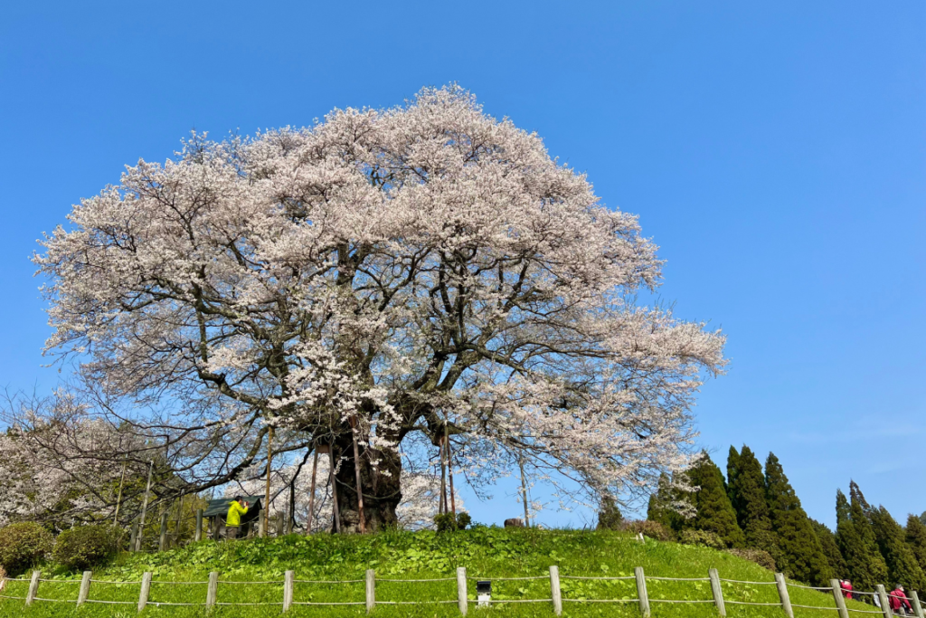 美作国を花めぐり | 美作国 | 岡山県美作エリアの観光・グルメ・体験・おすすめスポット情報が満載!